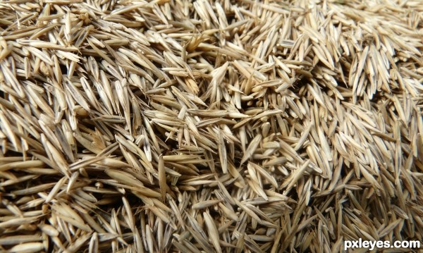 grass seed