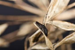 Dried seed