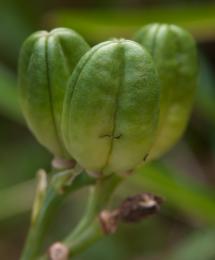 Lilly Seed