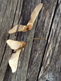 Maple seed