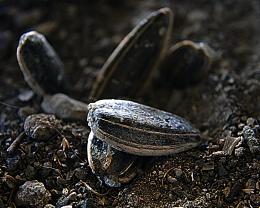 Sunflower seeds