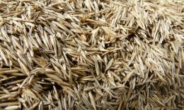 grass seed