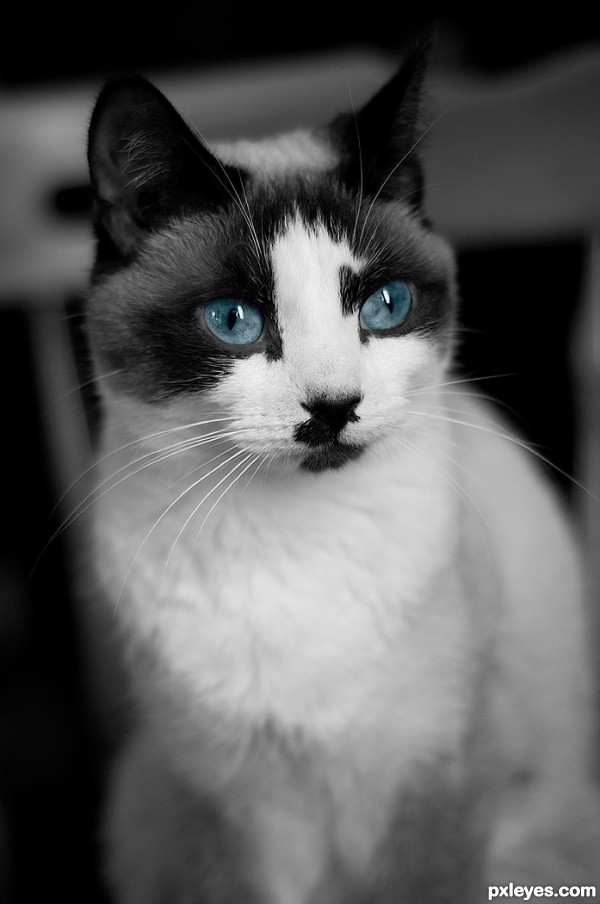 Blue Eyed Cat