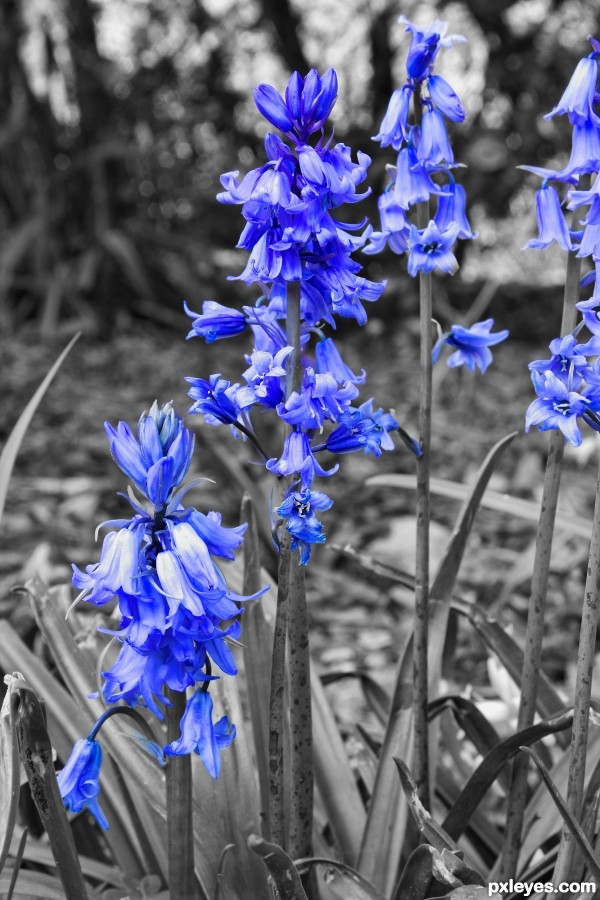 Bluebells