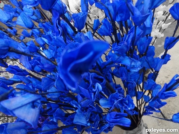Splash of blue Flowers.