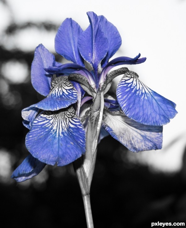 The blue flower