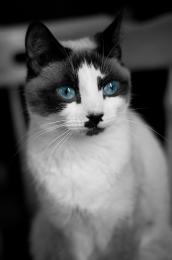 Blue Eyed Cat