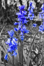 Bluebells