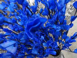 Splash of blue Flowers. Picture