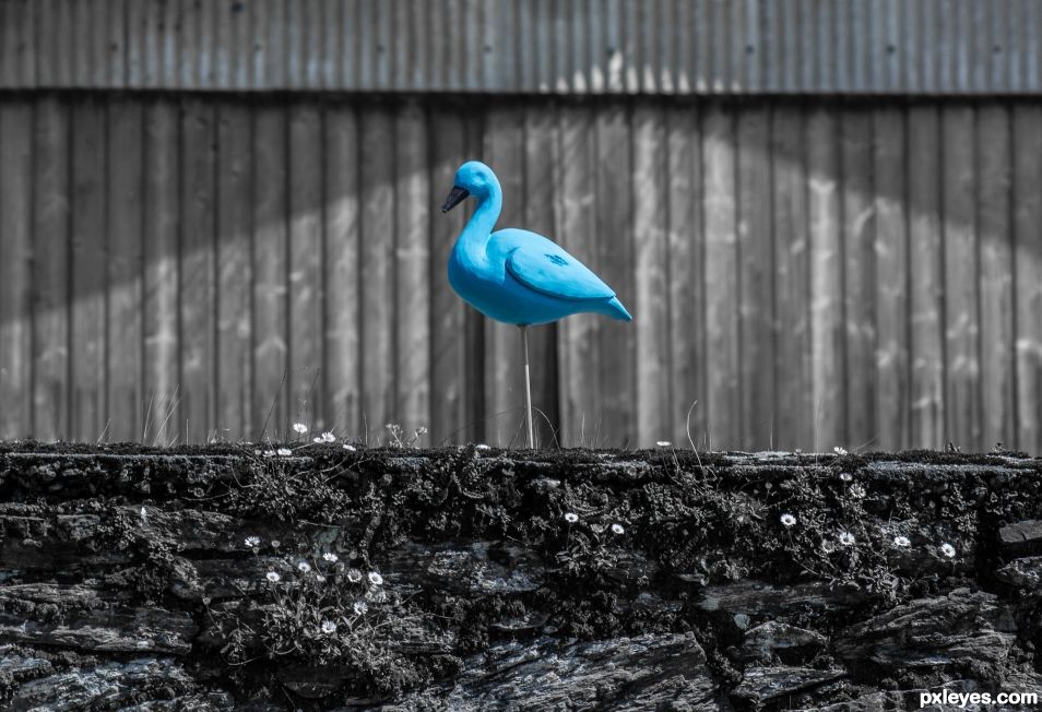 One little blue bird