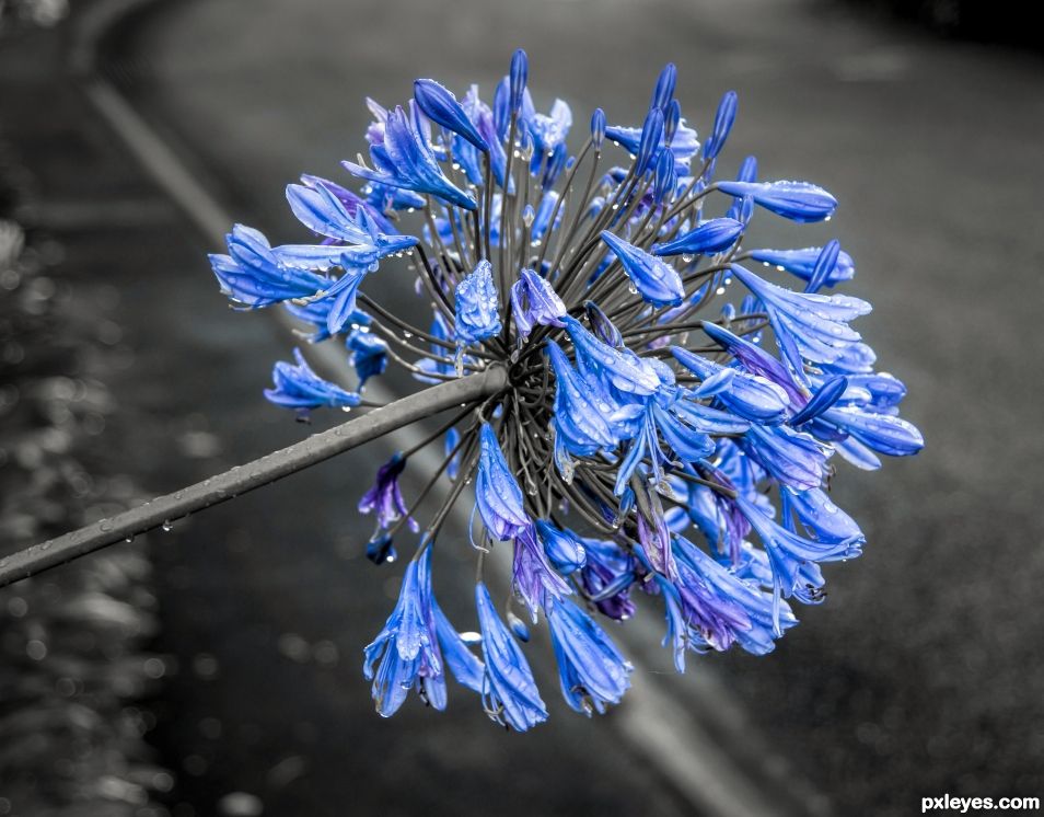 Agapanthus 