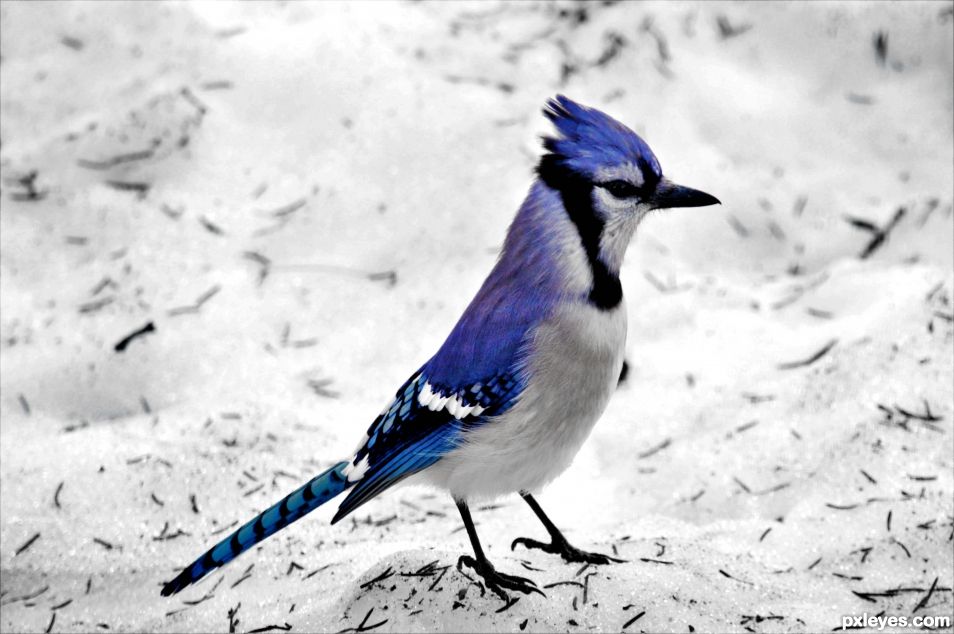 Blue Jay!