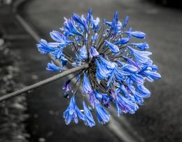 Agapanthus 