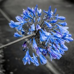 Agapanthus