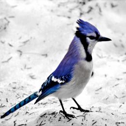 BlueJay