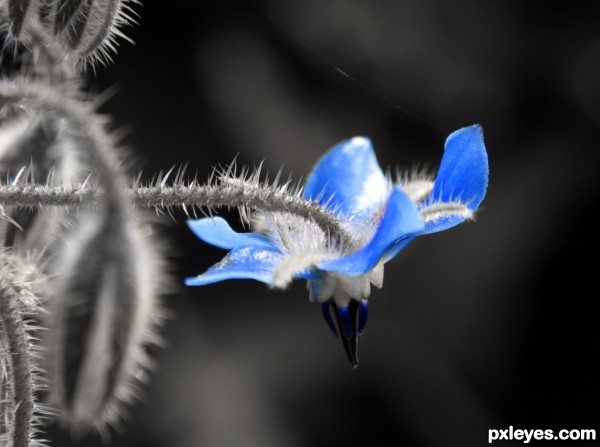 Blue flower