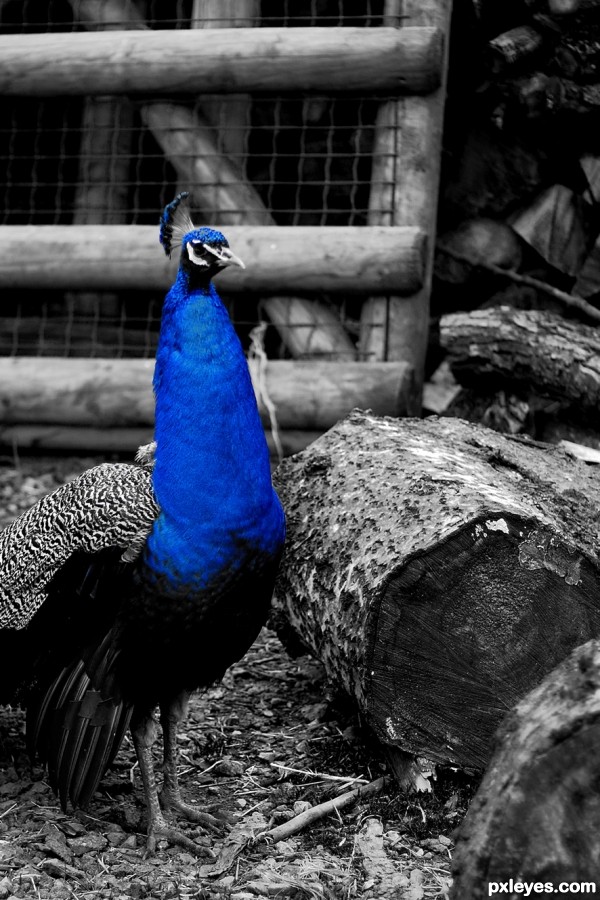 Peacock in the barnyard