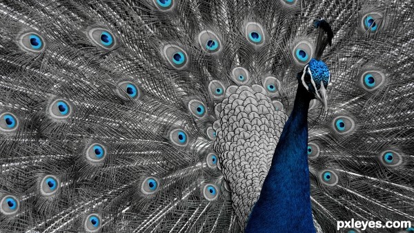 peacock photoshop picture)