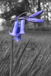 Bluebells