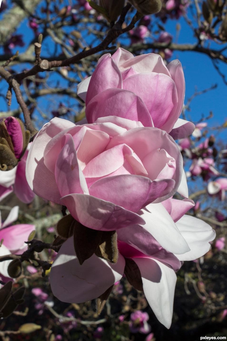 Creation of Magnolia: Step 1
