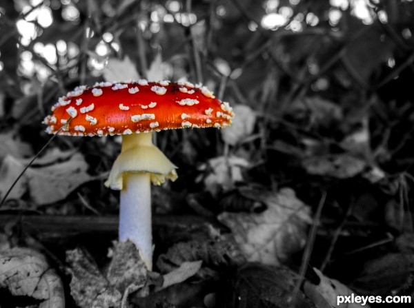 Amanita muscaria