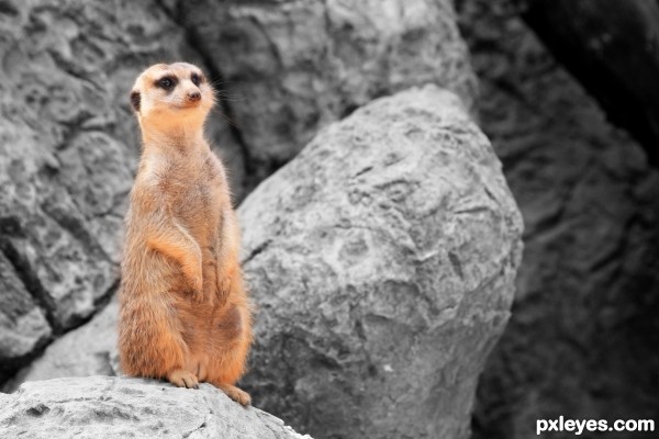 Meerkat