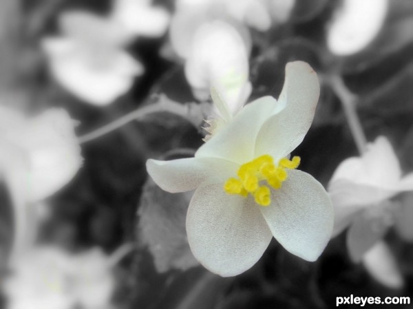 The White Yellow Flower