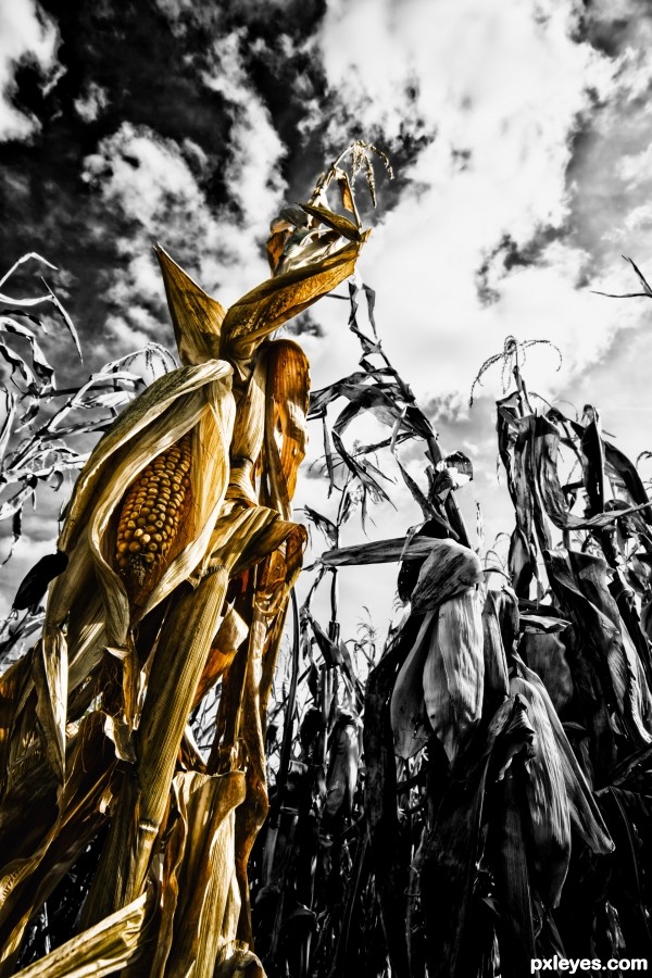 scary_corn_field