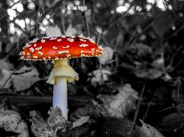 Amanita muscaria