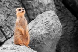 Meerkat