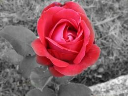 Red Rose Picture