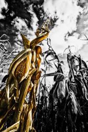 scary_corn_field Picture