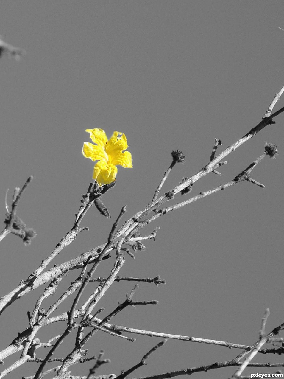 YELLOW FLOWER