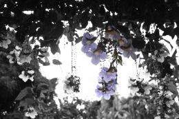 Hanging