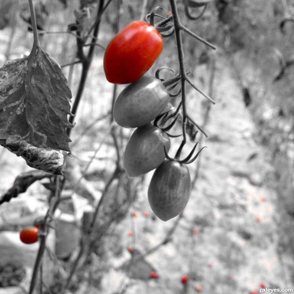 cherry tomatoes