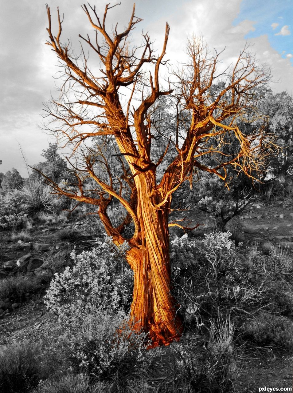 Flaming Tree