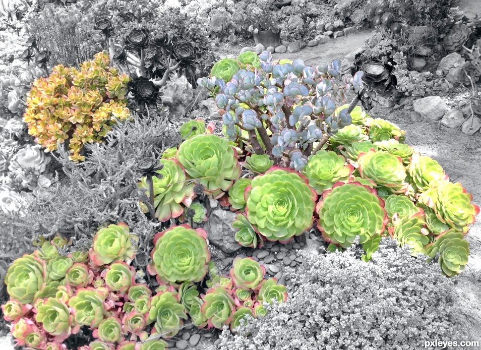 Succulent City