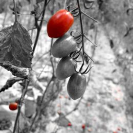 cherry tomatoes Picture