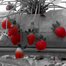 strawberries