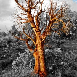 Flaming Tree Picture