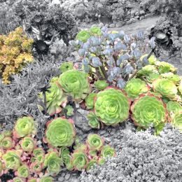 SucculentCity