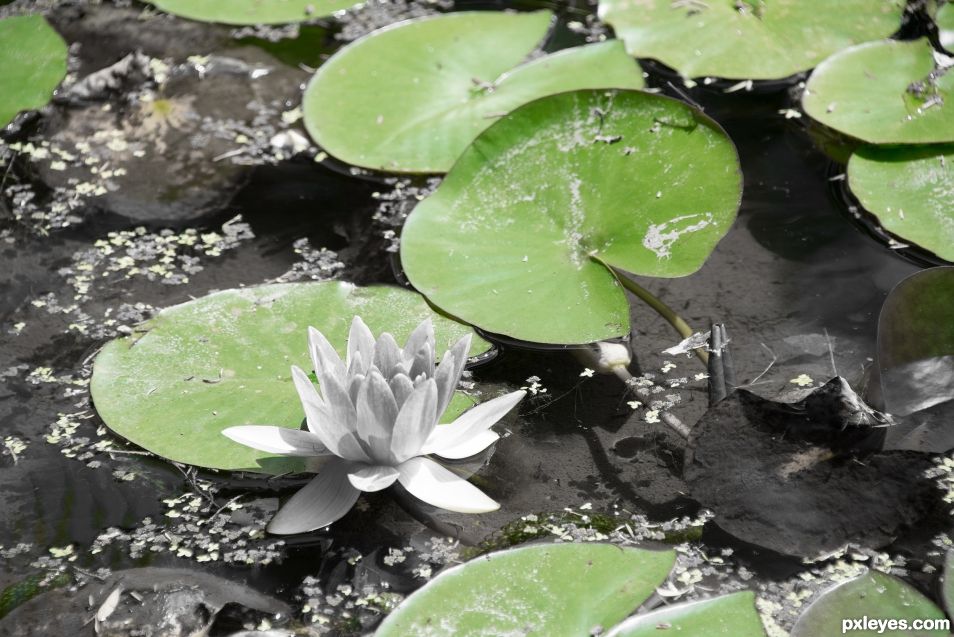 Water lily leaves