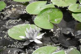 Water lily leaves