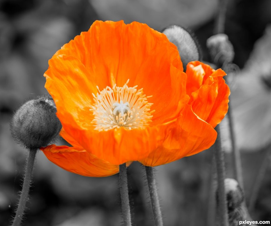 Poppy