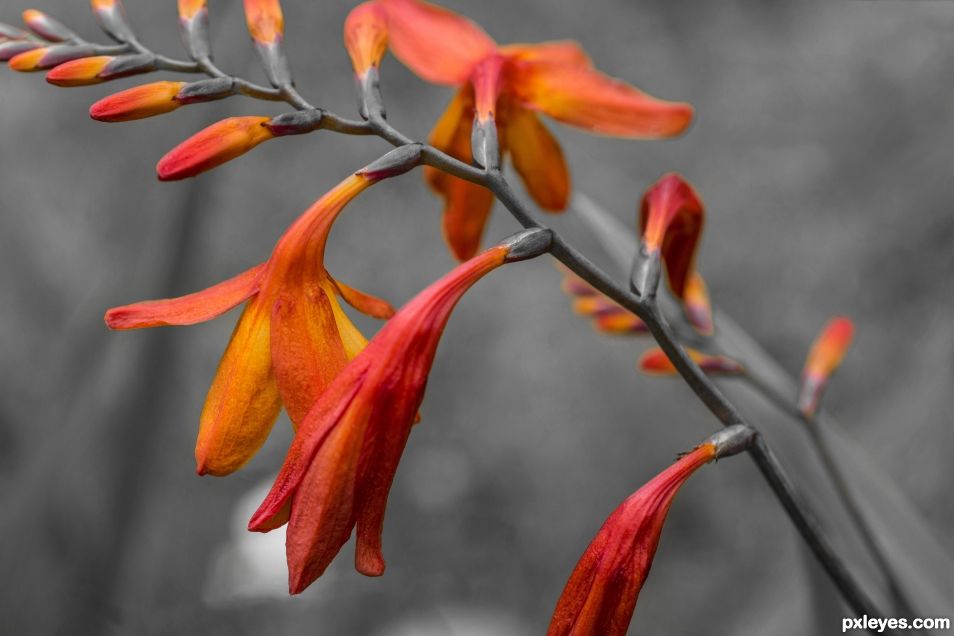 Montbretia