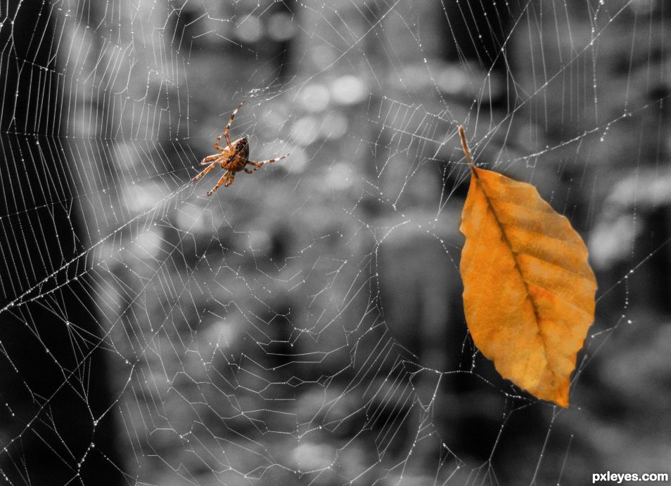 Creation of A spider and a leaf: Final Result