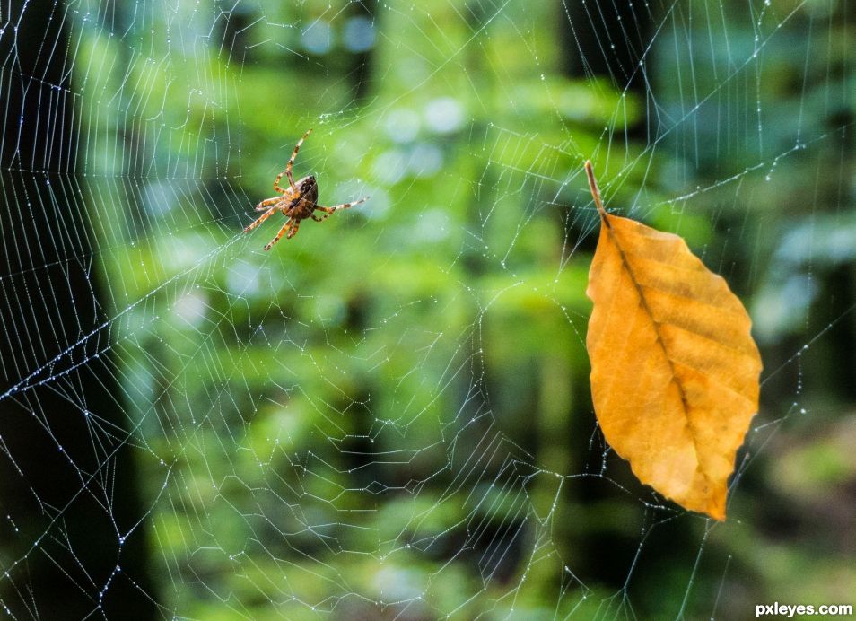 Creation of A spider and a leaf: Step 1