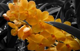 Orchid Picture