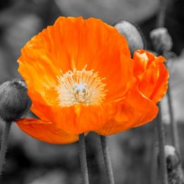 Poppy