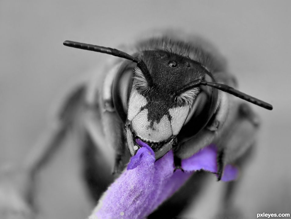 Wool carder bee